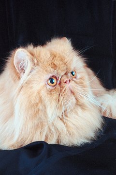 The flat-faced Persian is more susceptible to wheezing than most cats are.