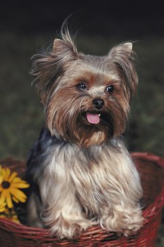 Yorkies are not immune from allergies.