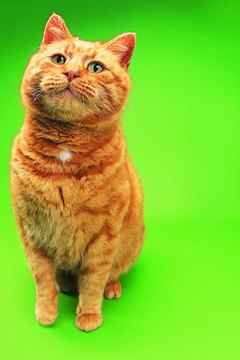 Ginger cats are so named because of their ginger-colored coats.