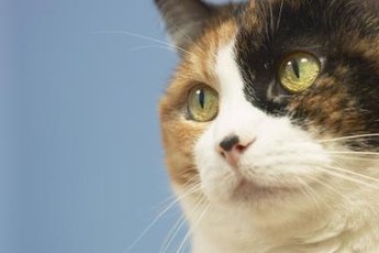 Feline herpes is a common cause of respiratory infections in cats.