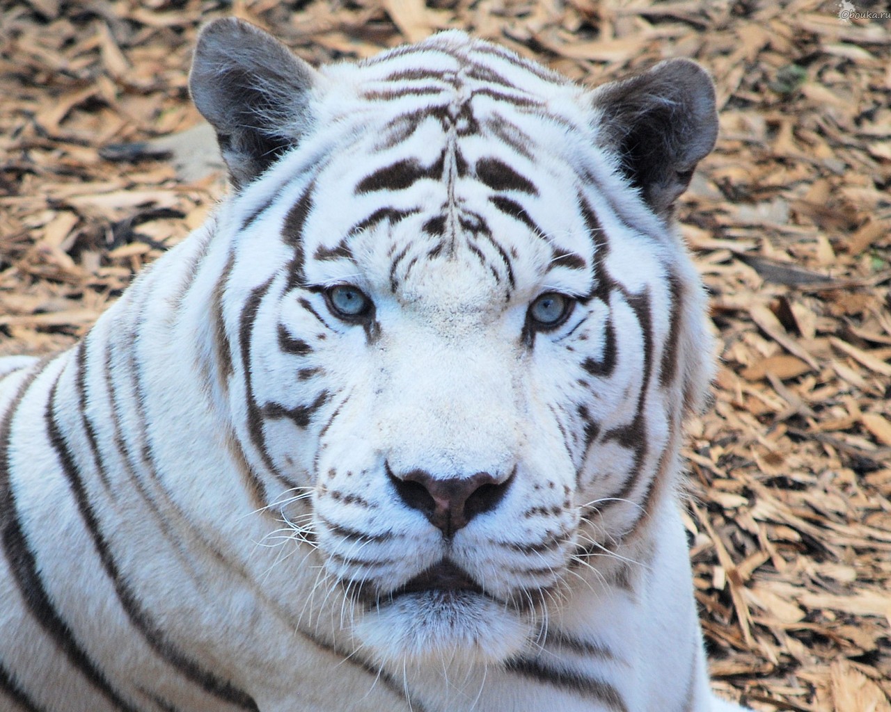 Бенгальские тигры пенза. Бенгальский тигр альбинос. Белый бенгальский тигр. Белый тигр альбинос. Амурский тигр белый.