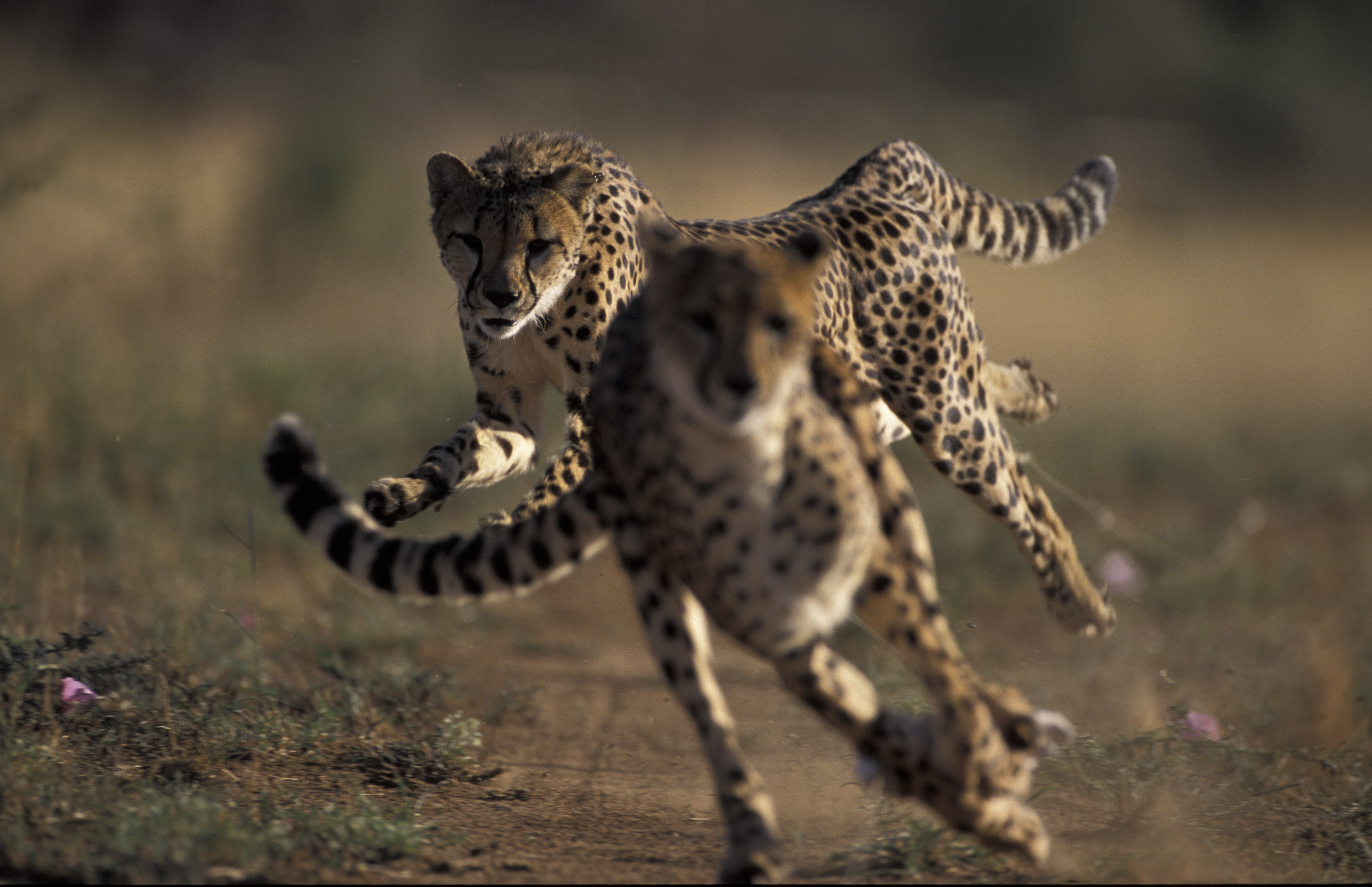 Cheetahs running. Namibia