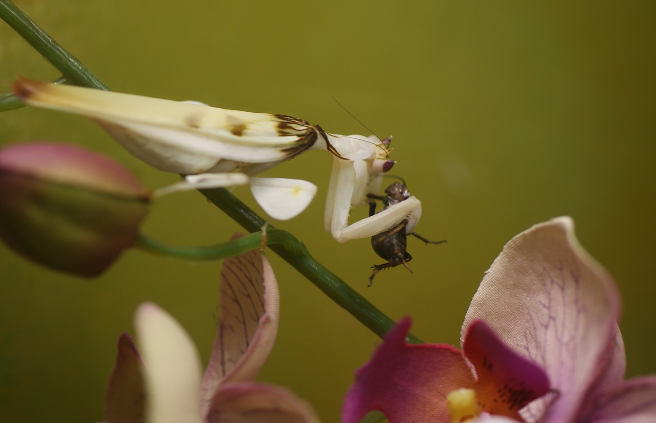 Állatvilág - Orchidea manó