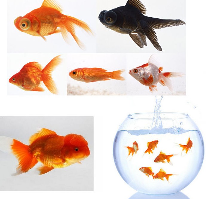 Сколько раз в день кормят аквариумных рыбок. Маленькие золотые рыбки аквариумные. Рыбка еда. Кормление рыб в аквариуме. Маленькие рыбы для еды.