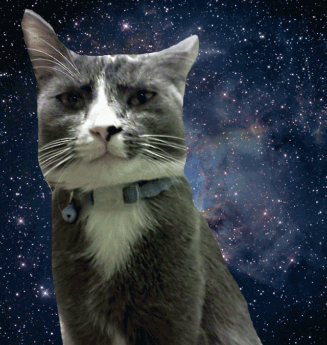 Движение первых кот. Кот в космосе. Космическая кошка. Котейка в космосе. Звездный кот.