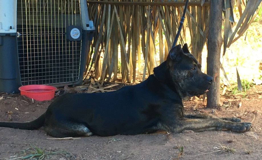 Алано эспаньол – собака с кошачьей грацией