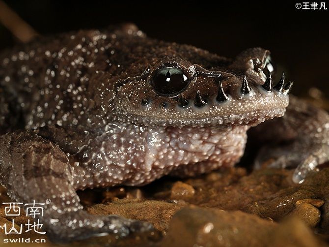 Эмейская жаба с шипами