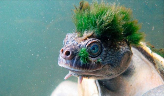 Австралийская черепаха панк-рок