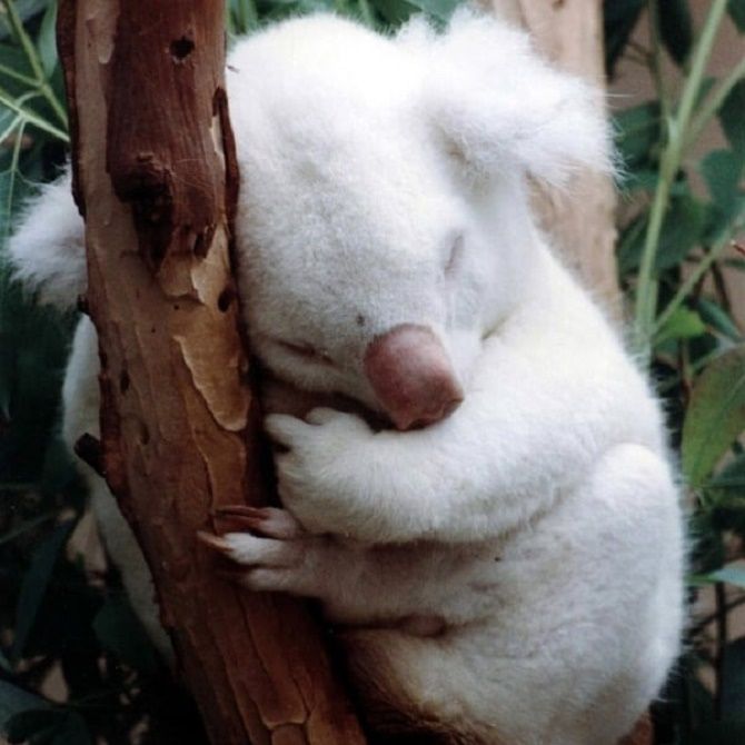 альбинос коала 