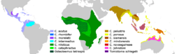 Crocodylidae Distribution