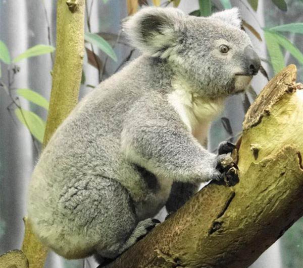 Koalas live for 12 to 16 years.