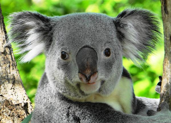 Average Age of the Koala.