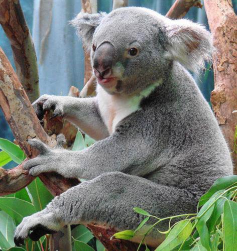 Victorian Koalas live long