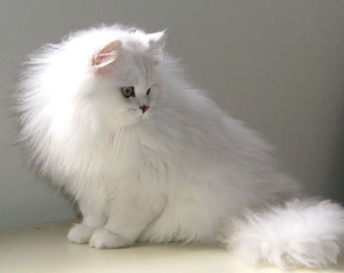 Породы кошек - персидская