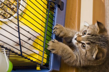 Что делают коты, когда нас нет дома: топ-10 популярных занятий