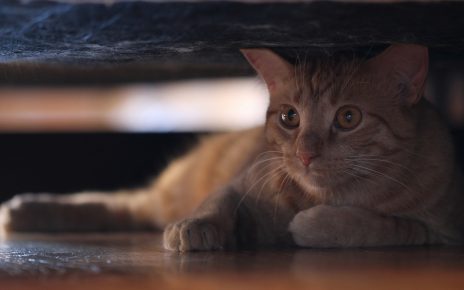 Что делают коты, когда нас нет дома: топ-10 популярных занятий