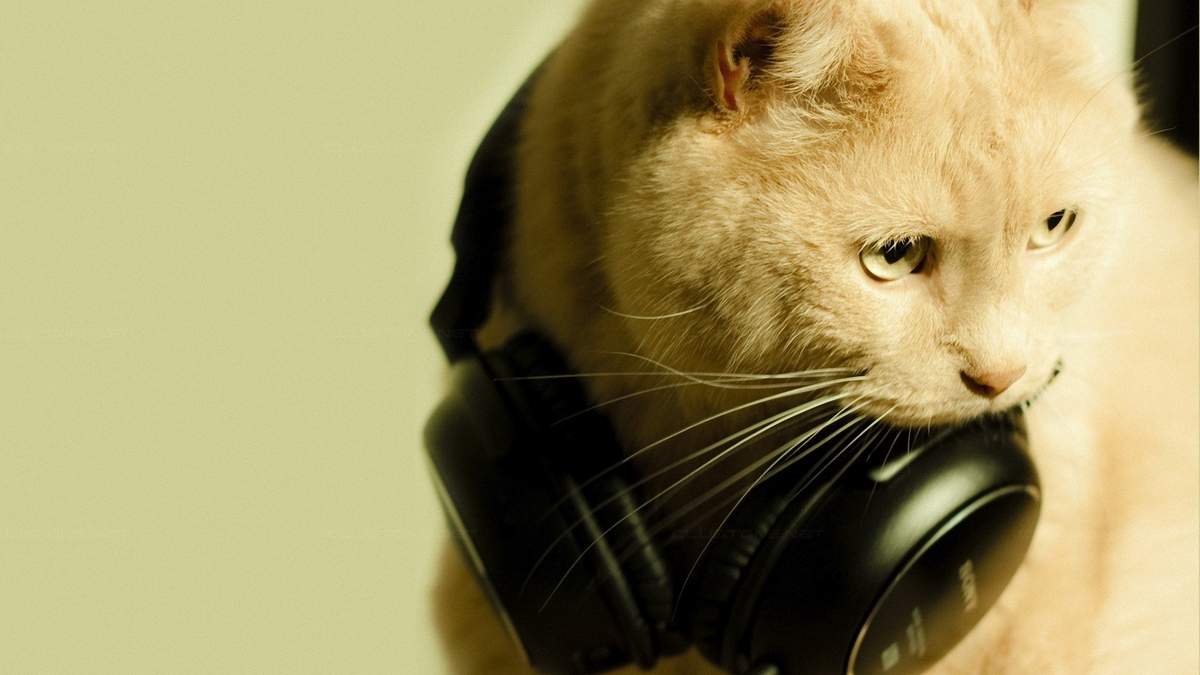 Какая музыка разрешена для кошек?