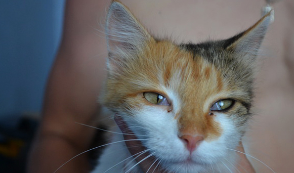 Пленка на глазу у кошки