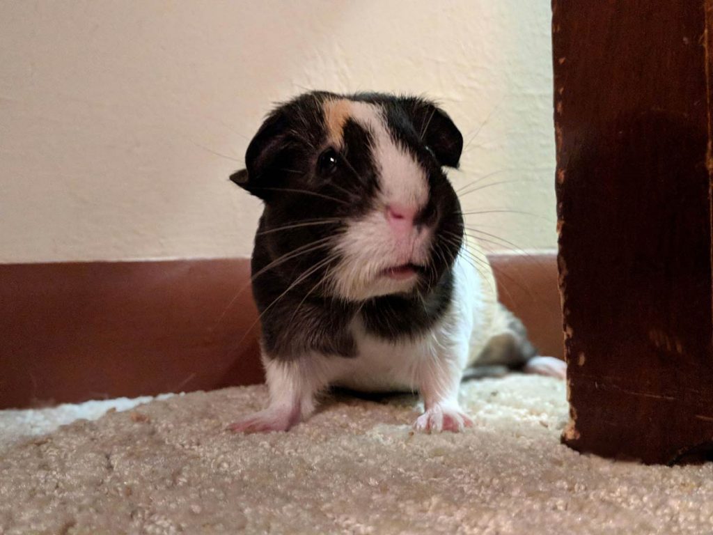 guinea pig standing on carpet
