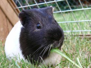 guinea pig on grass