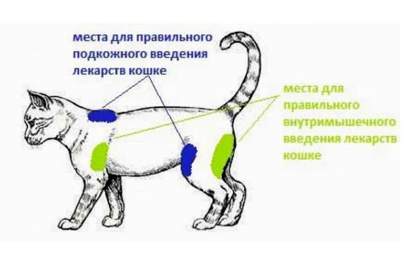 Схема областей для внутримышечных инъекций у кошек
