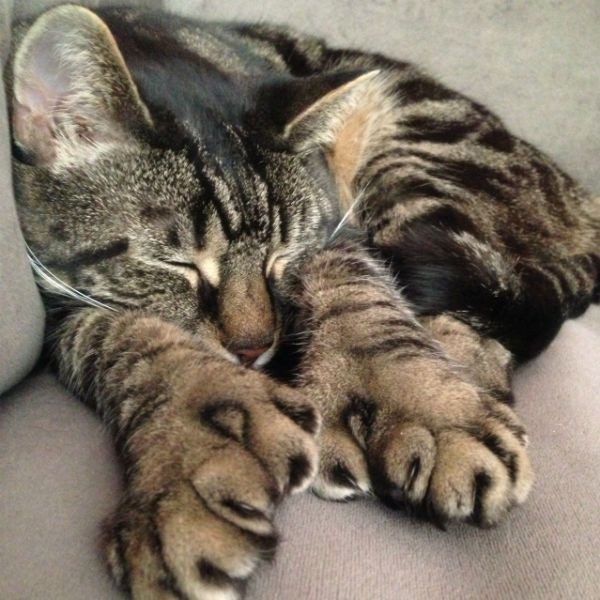 Кот-полидакт спит