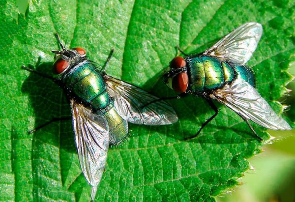 Зелёная муха