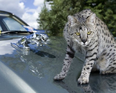 Motzie on a Jaguar car