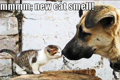 cat and dog together smelling each other