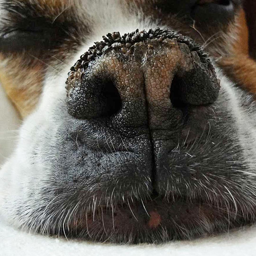 У собаки на носу корка. Гиперкератоз (hyperkeratosis) собак. Носы животных. Собачий нос.