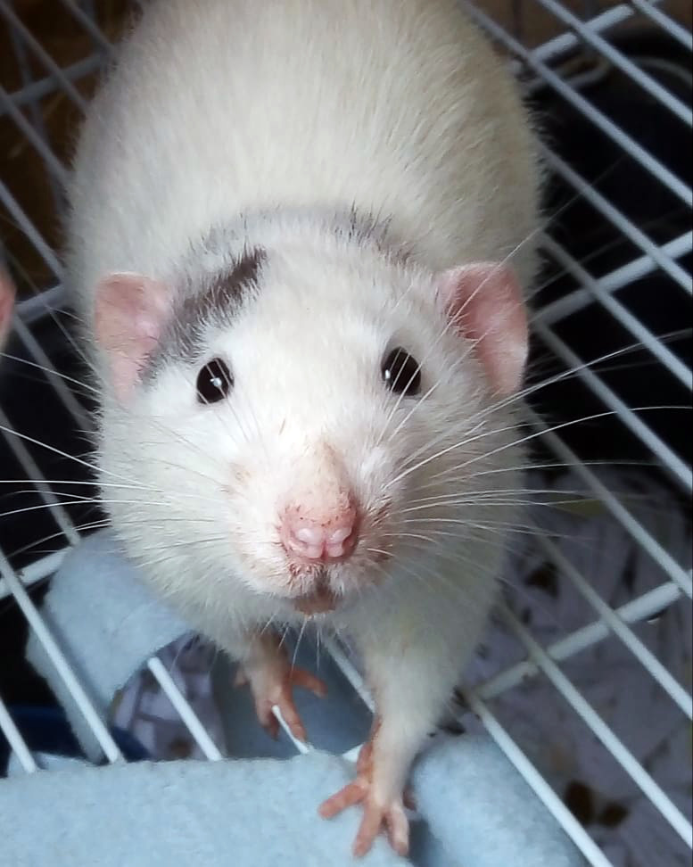 Плюсы и минусы домашних крыс: легко ли содержать, какие возможны бытовые сложности, отзывы владельцев