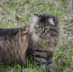 Самые впечатляющие и уникальные окрасы Сибирской кошки: описание породы