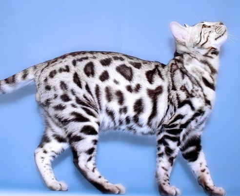 Разнообразие окрасов бенгальской кошки: фото завораживающих пятнистых мини-леопардов