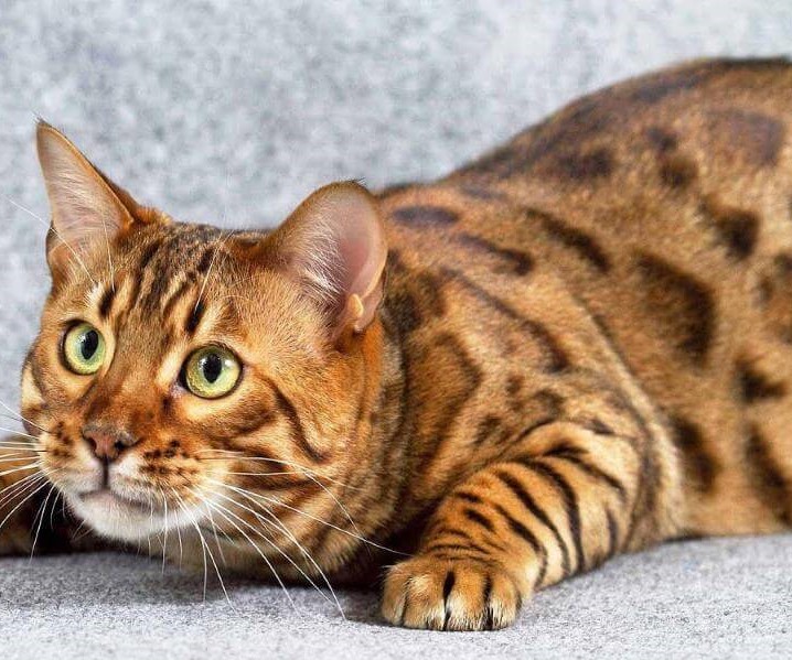 Разнообразие окрасов бенгальской кошки: фото завораживающих пятнистых мини-леопардов