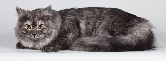 Самые впечатляющие и уникальные окрасы Сибирской кошки: описание породы