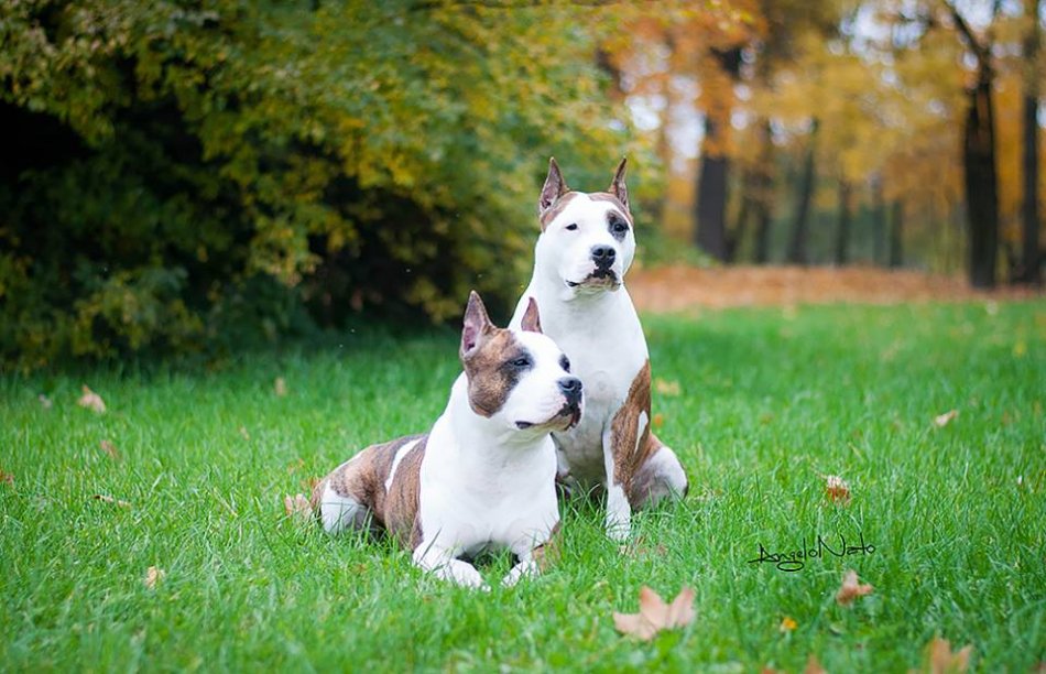 Сравнение двух лучших бойцовских собак чем отличается Стаффордширский терьер (Амстафф) от Питбуля?