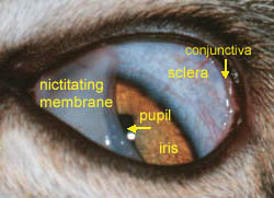 cat eye structure squinting