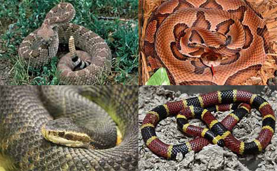 Four Deadly Poisonous Snakes in America