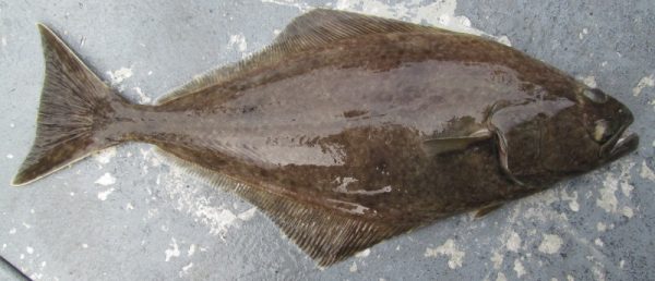 calico-rockfish