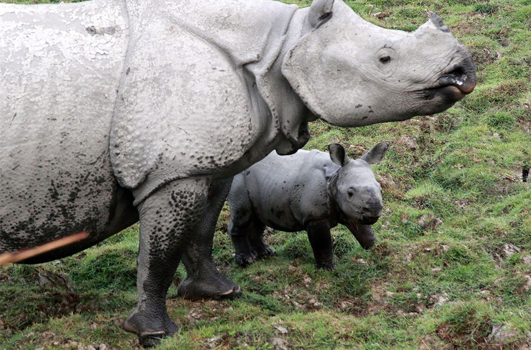Детеныш носорога. Голубой носорог живой. Белый носорог детеныш. Носорог детеныш фото.