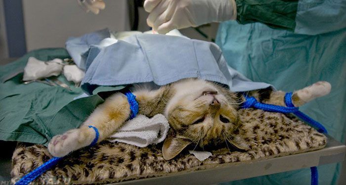 Кошка во время операции
