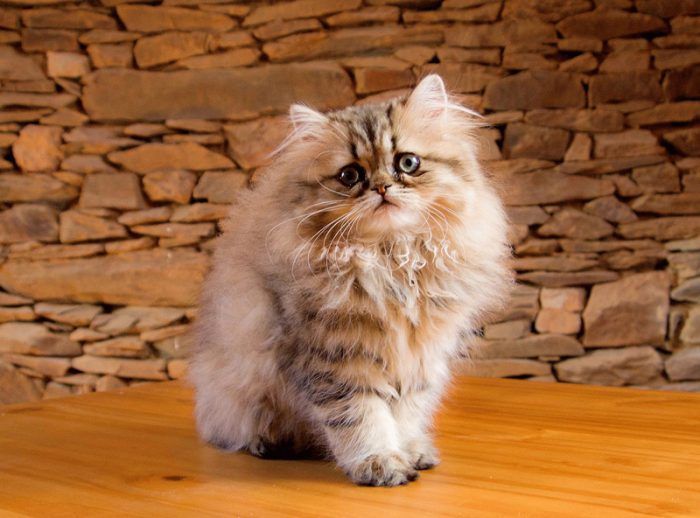 Пушистая персидская кошка