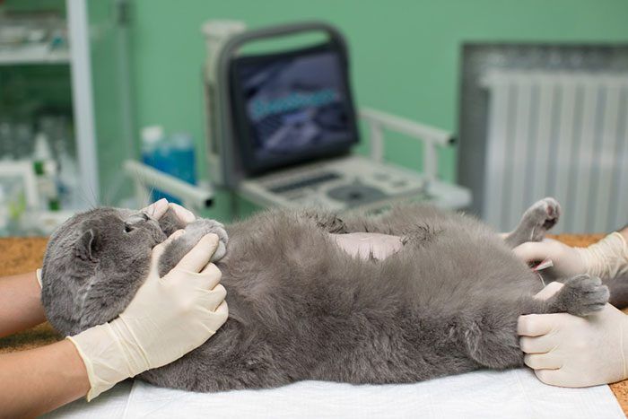 Кошка во время стерилизации