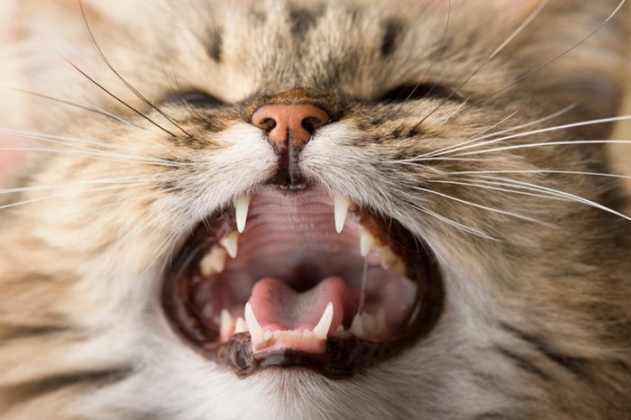Здоровые зубы у кота