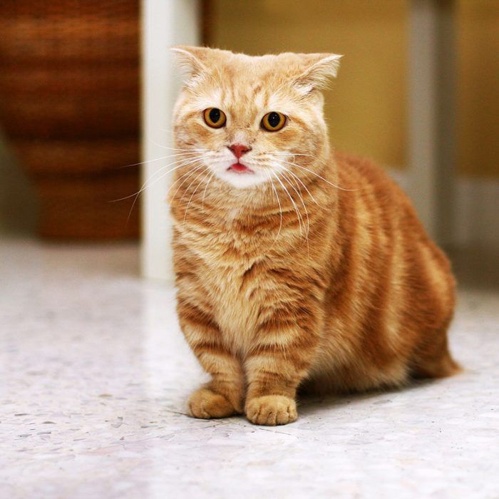 Взрослый кот породы манчкин