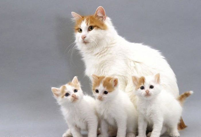 Кошка и три котенка