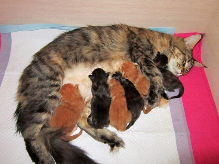 Кошка с котятами на лежанке