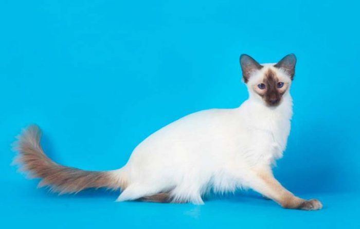 Балинезийский кот