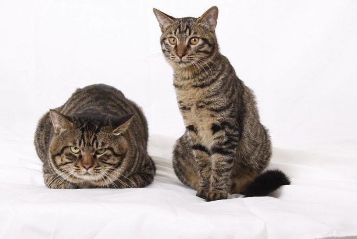 Два кота породы Ли Хуа