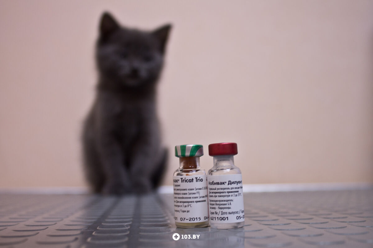 Бесплатные прививки для кошек в москве. Вакцинация кошек. Прививка для кошек. Кот и вакцина. Вакцины для кошек.